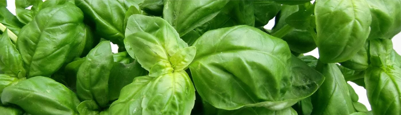 How to Grow Basil