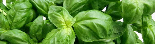 How to Grow Basil