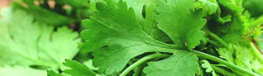 Cilantro: From Seeds to Harvest