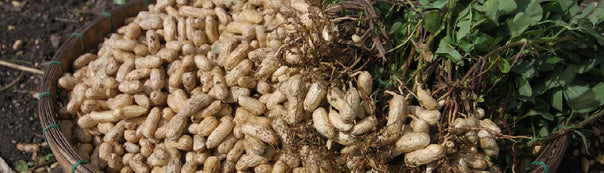 Peanut : From Seeds To Harvest