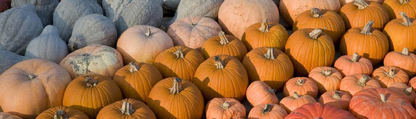 Pumpkin : From Seeds To Harvest