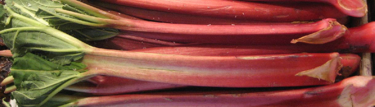 Rhubarb Seed To Harvest