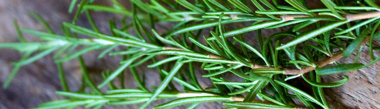 Rosemary: From Seed to Harvest