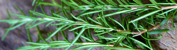 Rosemary: From Seed to Harvest