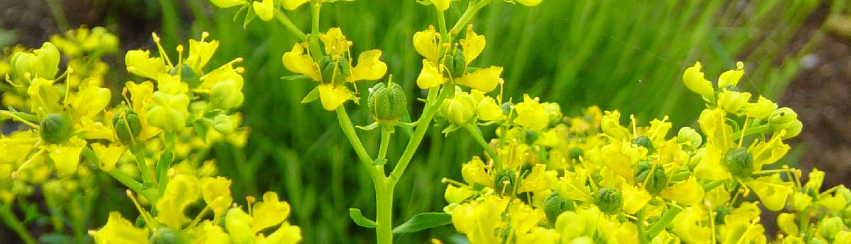 Rue Seed To Harvest