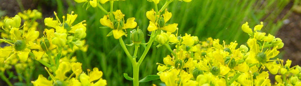 Rue Seed To Harvest