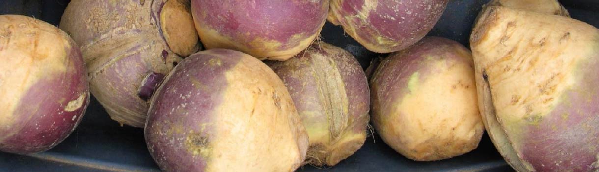 Rutabaga Seed to Harvest