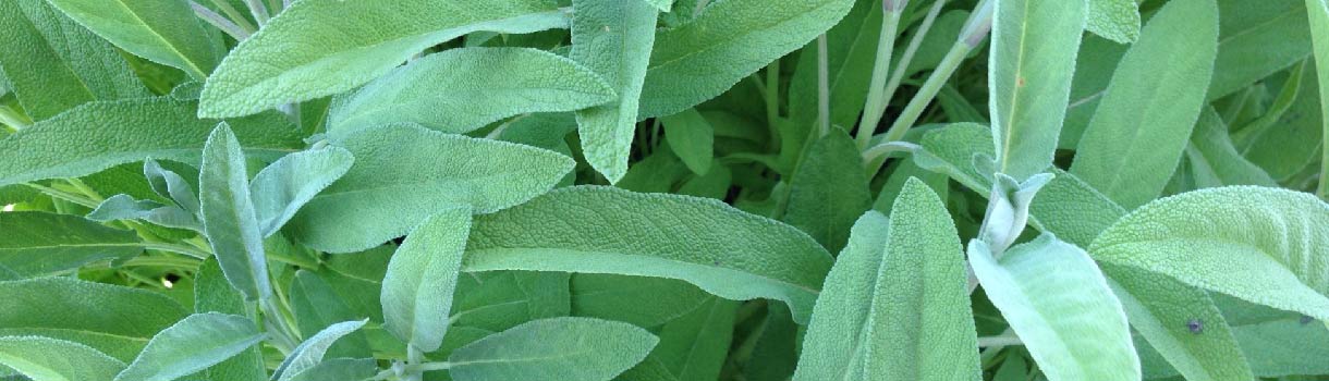 How to Grow Sage