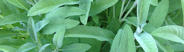 How to Grow Sage