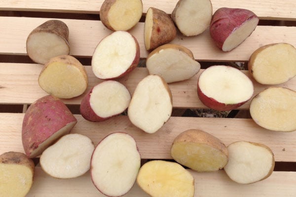 Potato Growing Information