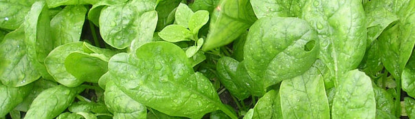 How to Grow Spinach