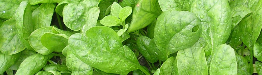 How to Grow Spinach