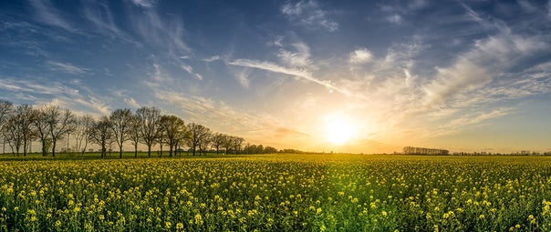 Spring Cover Crops