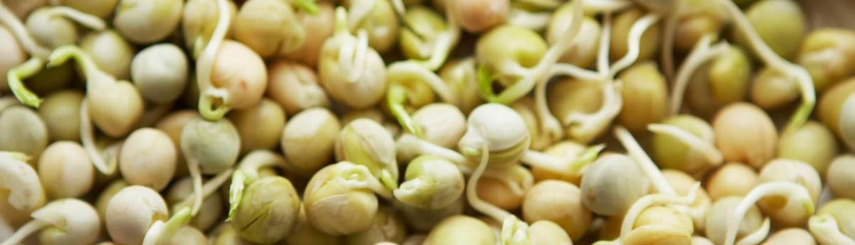 How to Grow Sprouts