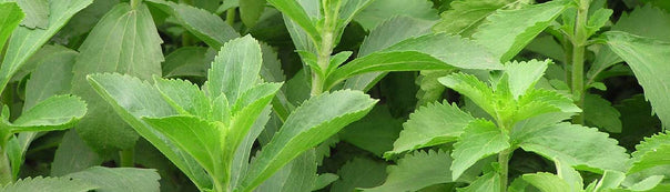Stevia Seed To Harvest