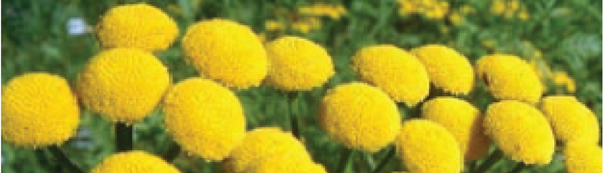 Tansy: From Seed to Harvest