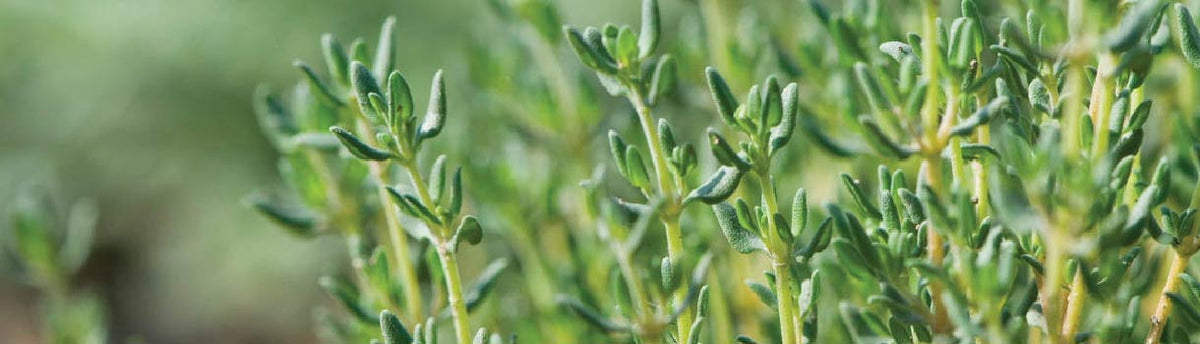 Thyme: From Seed to Harvest