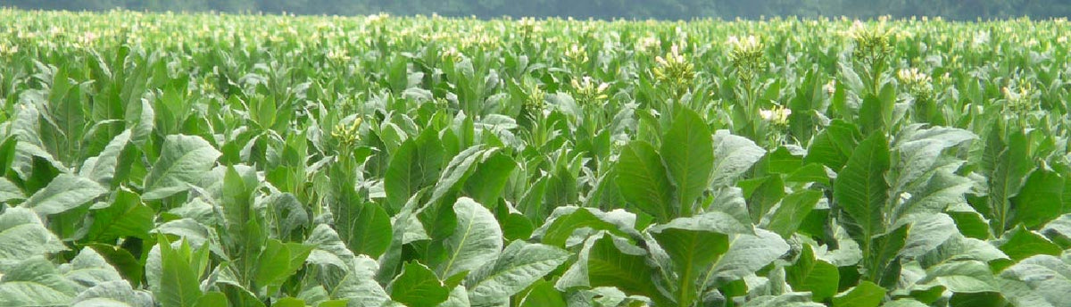 Tobacco Seed To Harvest