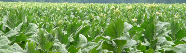 Tobacco Seed To Harvest