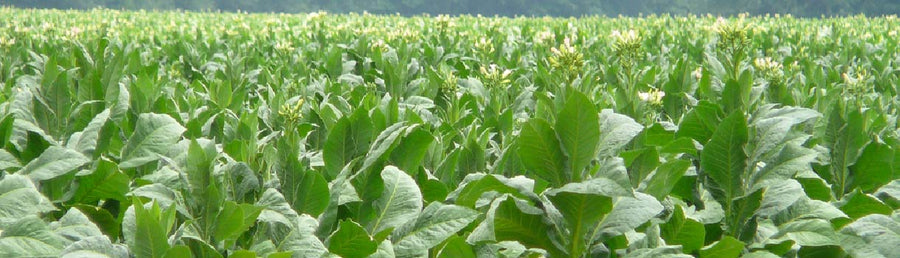 Tobacco Seed To Harvest