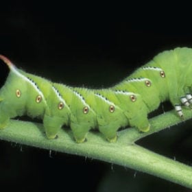 Pest Management