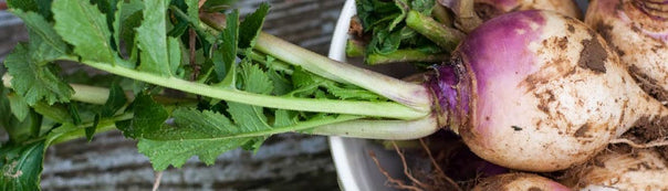 Turnip Seed to Harvest : Urban Farmer Seeds