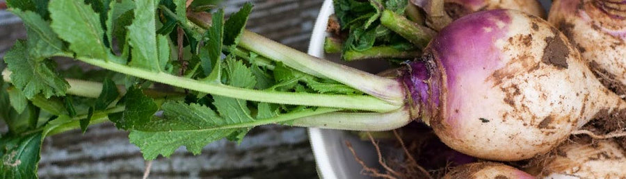 Turnip Seed to Harvest : Urban Farmer Seeds