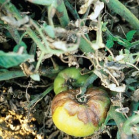 Disease Control and Identification