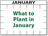 What to plant now