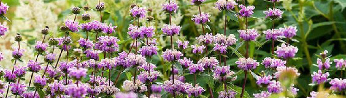 How to Grow Bee Balm from Seed