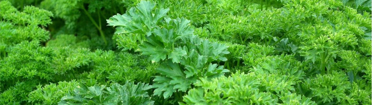 How to Grow Parsley