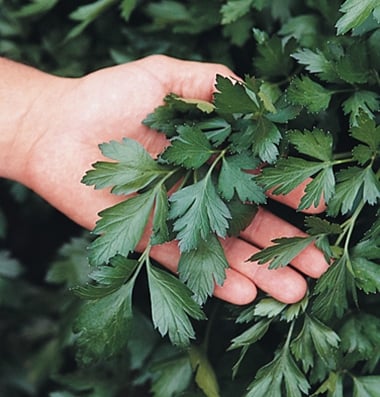 Giant of Italy, Parsley Seed