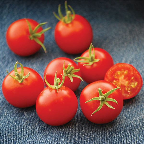 42 Day, Tomato Seeds – Urban Farmer