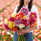 45 Days of Peony, Tulip Bulbs