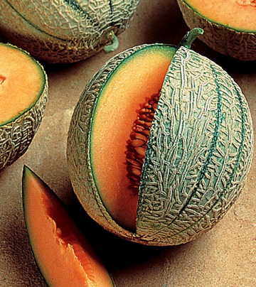 Ambrosia, (F1) Melon Seeds