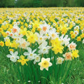 60 Days of Daffodils, Daffodil Bulbs