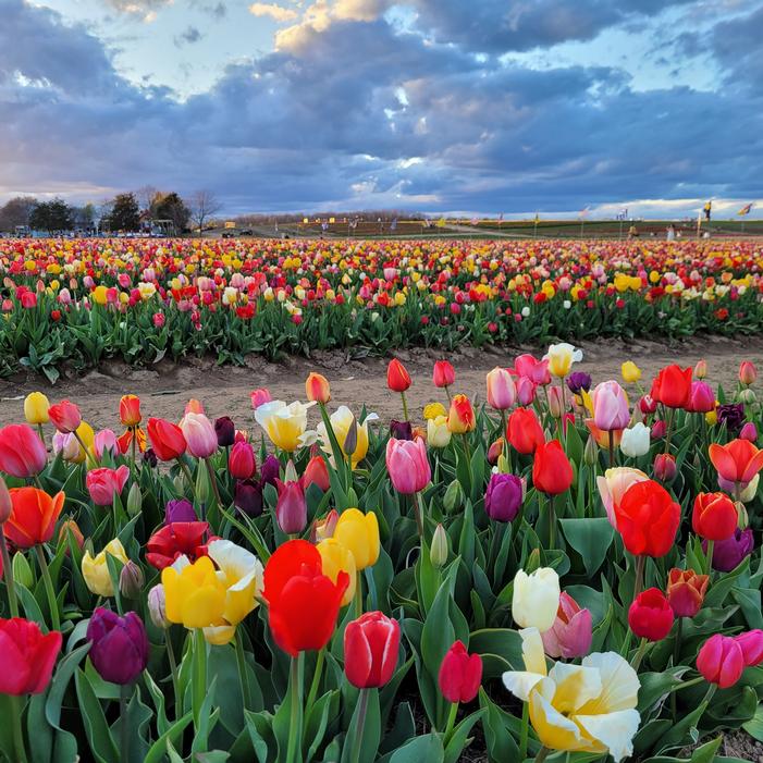 60 Days of Tulips, Tulip Bulbs