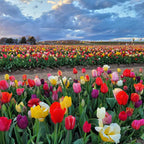 60 Days of Tulips, Tulip Bulbs