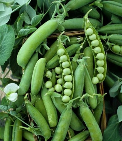 Alaska, Pea Seeds