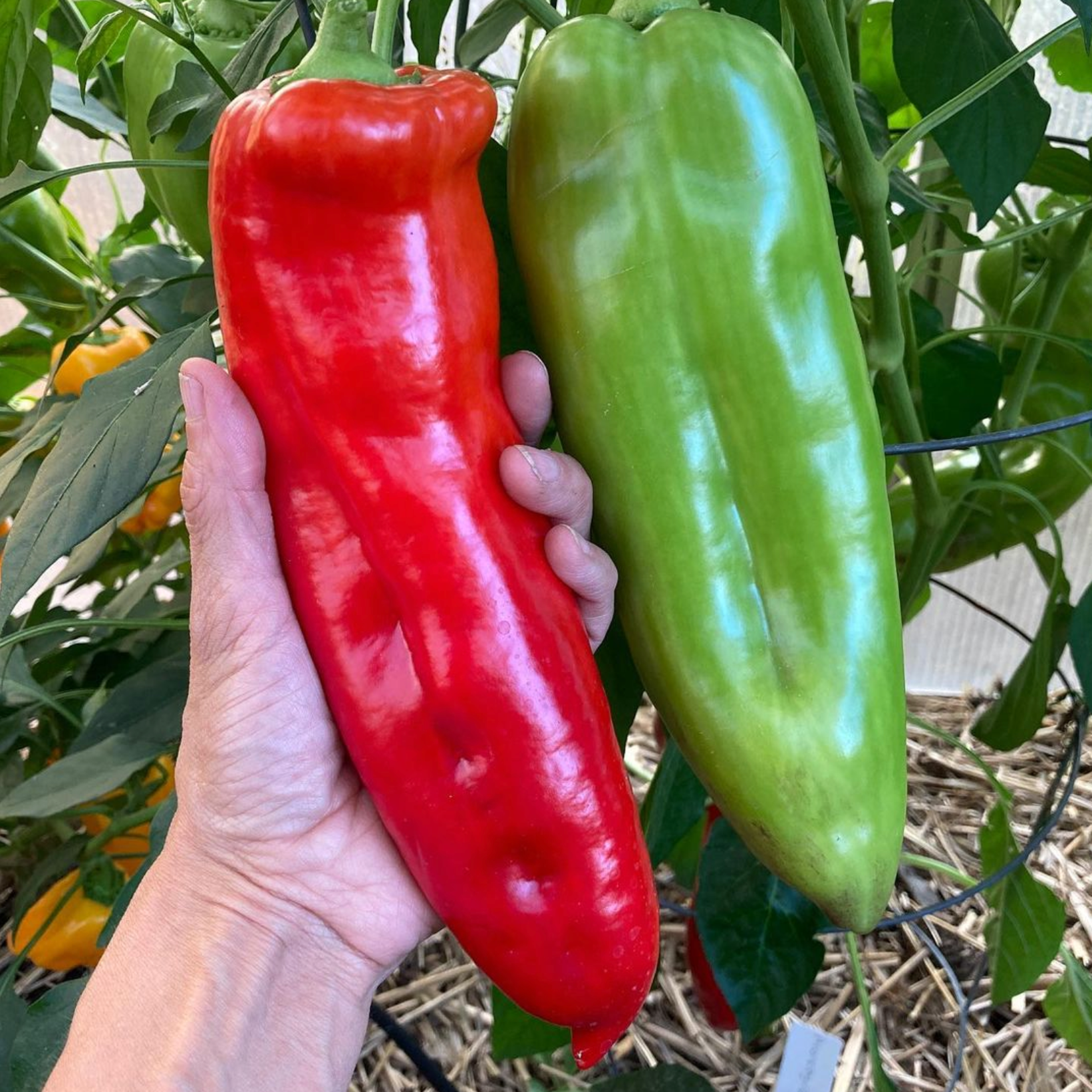 Aconcagua, Pepper Seeds