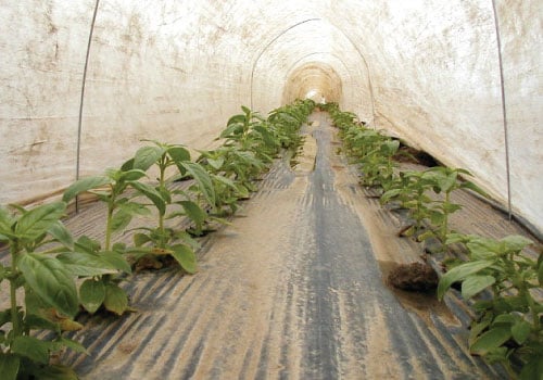 Agribon Row Covers, Row Covers