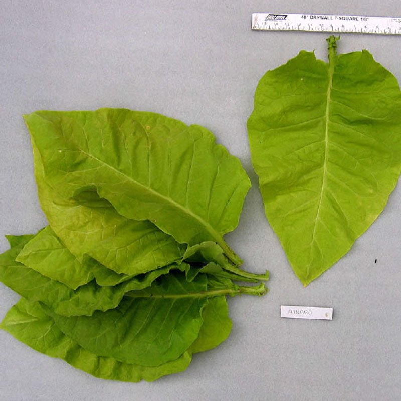 Ainaro, Tobacco Seed