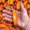 Aji Habanero, Pepper Seeds