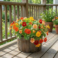 Alaska Mix, Nasturtium Seeds