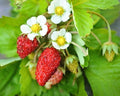 Alexandria, Strawberry Seeds