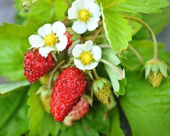 Alexandria, Strawberry Seeds