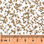 Mud Plantain, Alisma Seed
