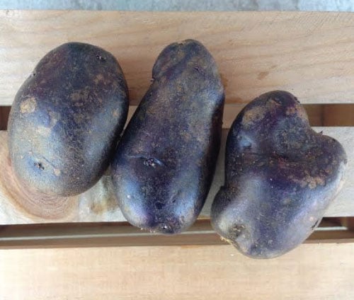 Adirondack Blue, Seed Potatoes
