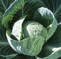 All Seasons, Cabbage Seeds