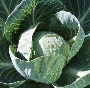All Seasons, Cabbage Seeds